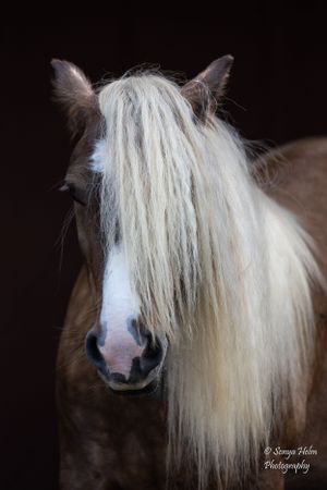 Portrait of brown horse with long white forelock cascading over its face. Gypsy Vanner, Greeneville, TN