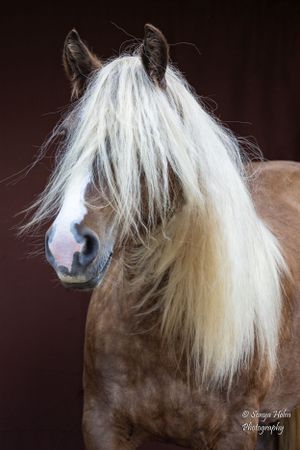 Side view of horse's head showcasing dramatic white mane against brown backdrop. Gypsy Vanner, Greeneville, TN