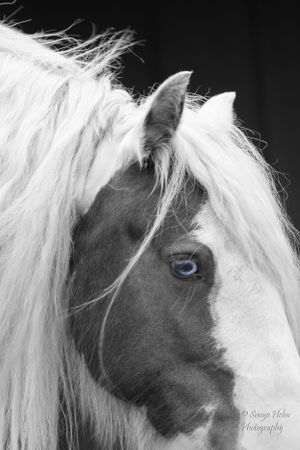 Black and white portrait of horse with striking blue eye and flowing white mane. Gypsy Vanner, Greeneville, TN