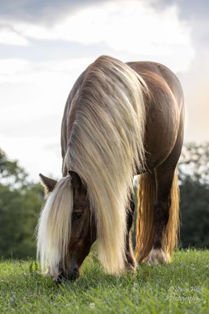 Horse with long blonde mane grazing in green pasture during sunset. Gypsy Vanner, Greeneville, TN