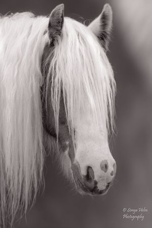 Monochrome headshot of horse with flowing white mane against blurred background. Gypsy Vanner, Greeneville, TN