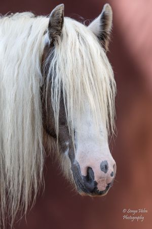 Close-up portrait of white horse with silver mane against reddish background. Gypsy Vanner, Greeneville, TN