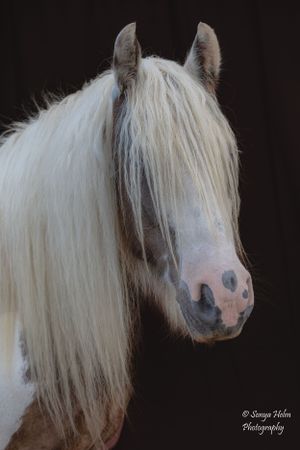 Close-up portrait of a white horse with long flowing mane against a black background. Gypsy Vanner, Greeneville, TN