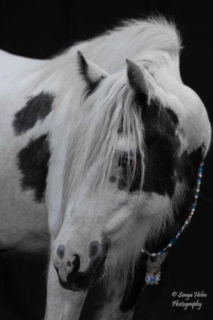 Black and white portrait of a paint horse with flowing mane and turquoise accented necklace. Gypsy Vanner, Greeneville, TN
