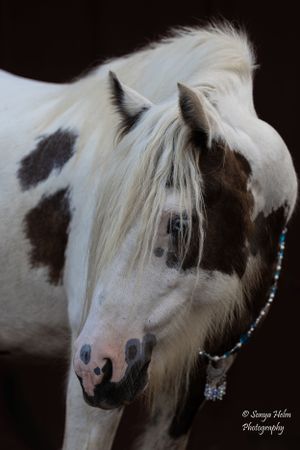 Paint horse with distinctive brown patches wearing a turquoise beaded necklace against dark background. Gypsy Vanner, Greeneville, TN