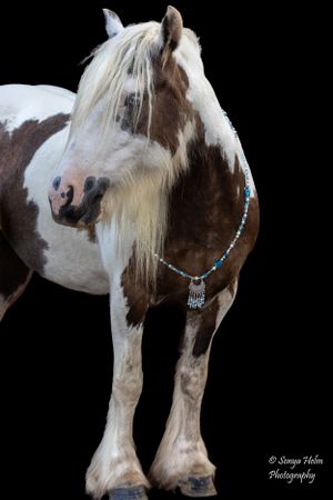 Paint horse wearing turquoise beaded necklace stands against dark background showing white and brown markings. Gypsy Vanner, Greeneville, TN