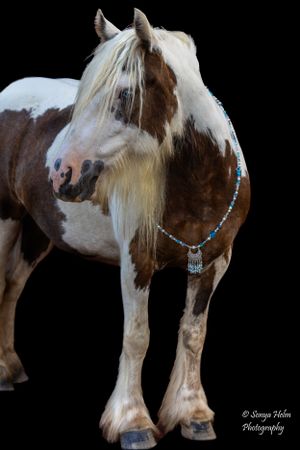 Paint draft horse with brown patches wearing decorative turquoise necklace against black background. Gypsy Vanner, Greeneville, TN