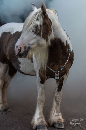 A brown and white pinto draft horse wearing a turquoise beaded necklace stands in soft lighting. Gypsy Vanner, Greeneville, TN