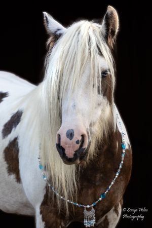 Close-up portrait of a paint horse with flowing white mane and turquoise beaded necklace. Gypsy Vanner, Greeneville, TN
