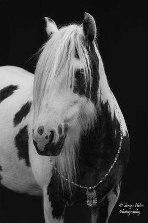 Black and white portrait of a pinto horse with long white mane wearing a decorative necklace. Gypsy Vanner, Greeneville, TN