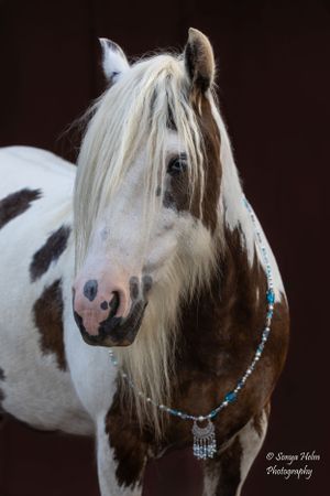 Close-up portrait of a paint horse with flowing white mane and turquoise beaded neckpiece. Gypsy Vanner, Greeneville, TN