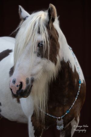 Artistic portrait of a paint horse with dramatic lighting showcasing its white mane and beaded collar. Gypsy Vanner, Greeneville, TN