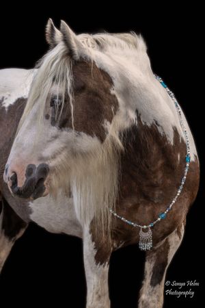 Paint draft horse with distinctive brown patches wearing a decorative turquoise and silver necklace. Gypsy Vanner, Greeneville, TN
