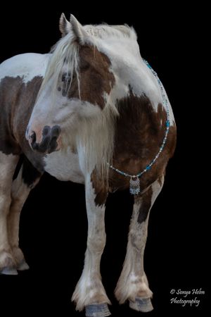 Full body shot of a paint draft horse with feathered feet against dark background. Gypsy Vanner, Greeneville, TN