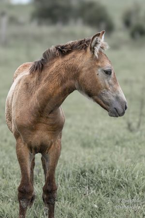 Young brown foal stands in profile in a grassy field. Gypsy Vanner, Greeneville, TN