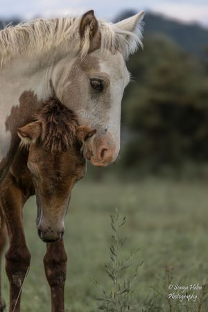White mare and brown foal share an intimate moment in a mountain pasture. Gypsy Vanner, Greeneville, TN