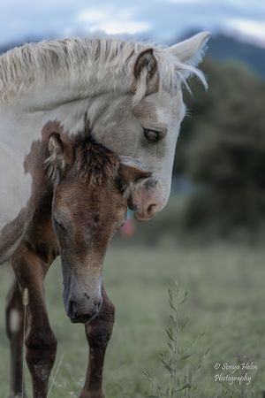 Mother horse and foal touching noses in a pastoral mountain setting. Gypsy Vanner, Greeneville, TN