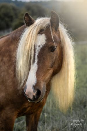 Portrait of a brown and white horse with blonde mane in golden evening light. Gypsy Vanner, Greeneville, TN