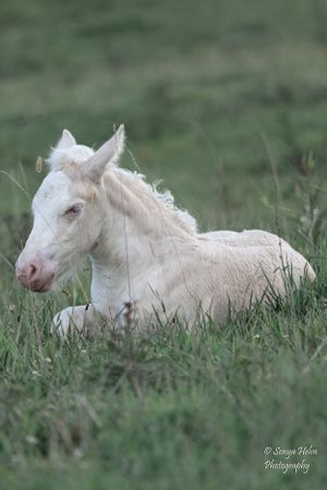 A white foal rests peacefully in tall grass during a calm outdoor moment. Gypsy Vanner, Greeneville, TN