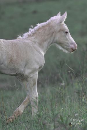 Young white horse standing in profile against a green background showing its graceful stance. Gypsy Vanner, Greeneville, TN