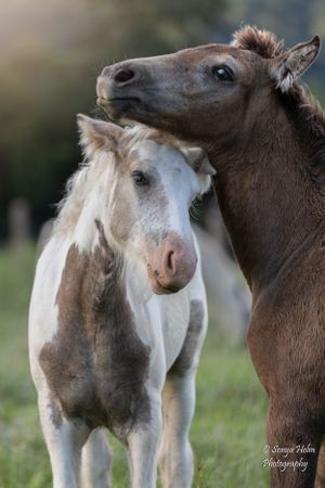 Dark brown and white horses standing close together in an affectionate pose. Gypsy Vanner, Greeneville, TN