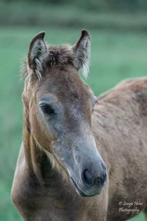 Close-up portrait of a young brown horse with alert ears and gentle expression. Gypsy Vanner, Greeneville, TN