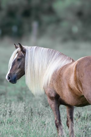 Palomino horse with flowing white mane standing in profile in a grassy field. Gypsy Vanner, Greeneville, TN