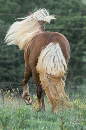 Horse with distinctive long blonde mane and tail grazing in green pasture. Gypsy Vanner, Greeneville, TN