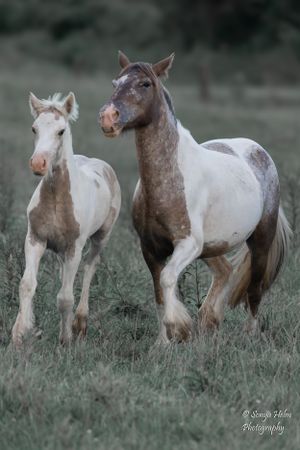 Two spotted horses, one white and one darker, walking together through a misty field. Gypsy Vanner, Greeneville, TN