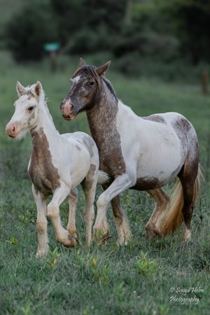 Mother horse and foal with matching spotted coats standing together in green pasture. Gypsy Vanner, Greeneville, TN