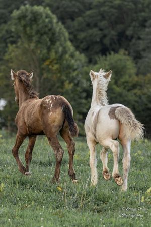 A brown and a white horse gallop together through a grassy meadow with trees in the background. Gypsy Vanner, Greeneville, TN