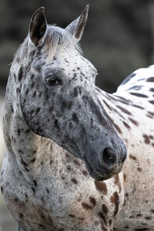Close-up portrait of a dappled gray spotted horse with alert ears against a dark background. Gypsy Vanner, Greeneville, TN