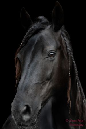 Close-up portrait of a black horse with braided mane against black background.
