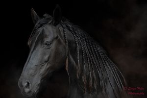 Black horse with intricate braided mane photographed against dark background.
