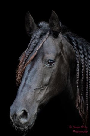 Dramatic side profile of a dark horse with braided mane against black background.