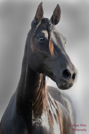 Portrait of a dark horse with distinctive facial markings and braided mane.