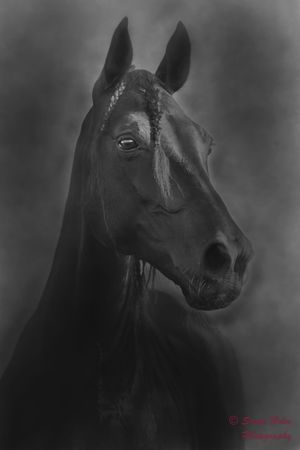 Black and white portrait of an alert horse with braided mane.
