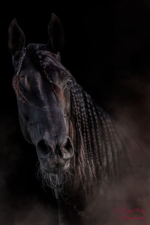 A close-up series of dark atmospheric shots showing a horse's nose and muzzle against a black background.
