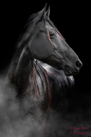 Artistic black and white portrait of a dark horse's profile against a misty background with subtle red accents.