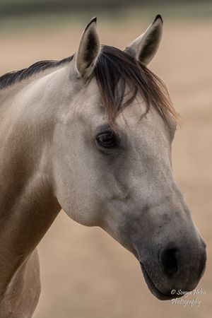 Close-up portrait of a gray horse's head showing alert ears and gentle expression. Liberty Horsemanship, Sonya Helm Equine Photography