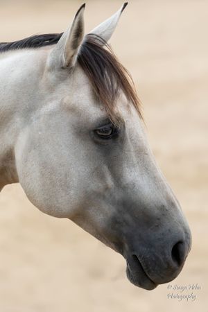 Profile view of a light-colored horse's head showing graceful features against a neutral background.