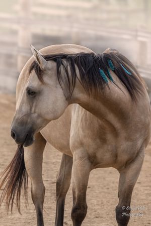 A buckskin horse with black mane and turquoise decorative elements stands in profile against a blurred background.