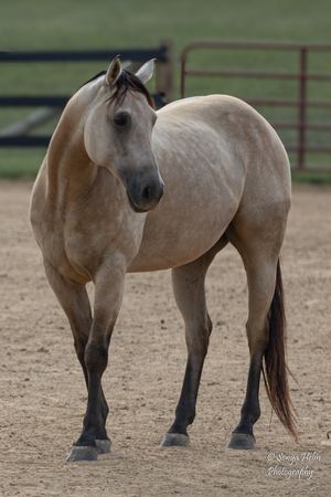 An elegant buckskin horse poses in a sandy arena displaying its muscular form and refined conformation.