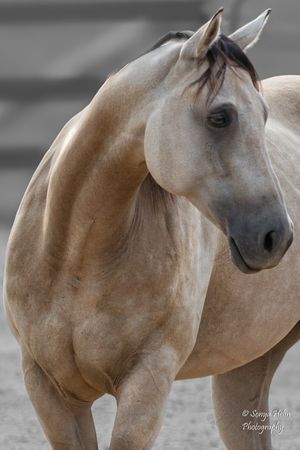 Close-up portrait of a buckskin horse showing its refined head and gentle expression. Liberty Horsemanship, Sonya Helm Equine Photography