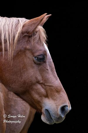 Close-up side profile of a chestnut brown horse with light colored mane against a black background.
