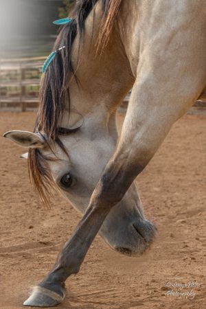 Artistic photo showing a horse's legs and lower body with turquoise mane decorations. Liberty Horsemanship, Sonya Helm Equine Photography,