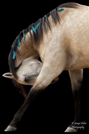 Buckskin horse with turquoise mane ornaments bending against black background in artistic composition. Liberty Horsemanship, Sonya Helm