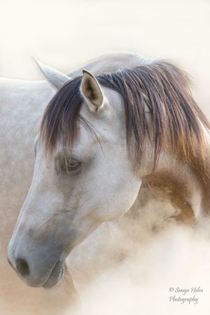 Ethereal portrait of a buckskin horse with flowing mane in misty lighting. Liberty Horsemanship, Sonya Helm Equine Photography, Bristol, TN