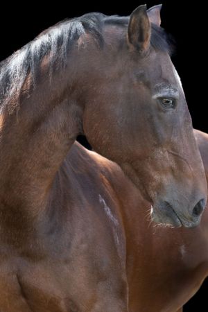 Profile portrait of a dark bay horse with elegant neck against black background showing noble features. Sonya Helm Equine Photography