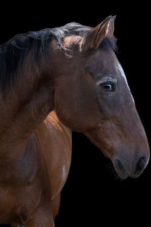 Side view of bay horse head with soft lighting highlighting facial features against dark backdrop. Sonya Helm Equine Photography, Bristol, T